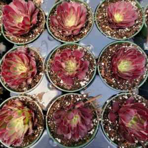 Aeonium Mardi Gras Rosette Live Plant 4 inch Potted Succulent Indoor Outdoor - Image 5