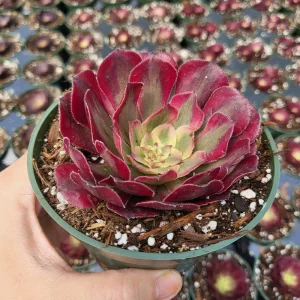 Aeonium Mardi Gras Rosette Live Plant 4 inch Potted Succulent Indoor Outdoor - Image 6