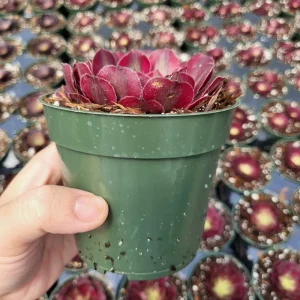 Aeonium Mardi Gras Rosette Live Plant 4 inch Potted Succulent Indoor Outdoor - Image 7
