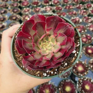 Aeonium Mardi Gras Rosette Live Plant 4 inch Potted Succulent Indoor Outdoor - Image 8