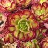 Aeonium Mardi Gras Rosette Live Plant 4 inch Potted Succulent Indoor Outdoor - Image 1