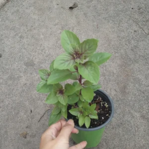 African Blue Basil Live Plant in 6 inch Pot - Fragrant Culinary Herb - Image 2