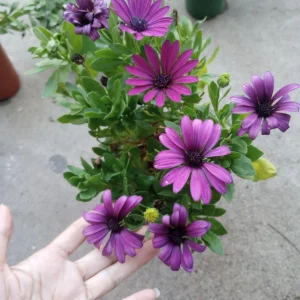 African Daisy Live Plant - 6 Inch High Pot - Vibrant Outdoor Blooms - Image 1