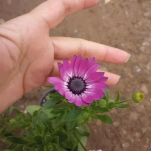 African Daisy Live Plant, 6 inch Pot, Vibrant Blooms, Indoor/Outdoor - Image 2