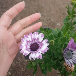 African Daisy Live Plant, 6 inch Pot, Vibrant Blooms, Indoor/Outdoor - Image 3