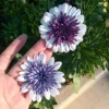 African Daisy Live Plant – 6 inch Pot – Vibrant, Easy-Care Flowers - Image 1