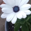 African Daisy Live Plant – 6 inch Pot – Vibrant Flowers – Outdoor - Image 1