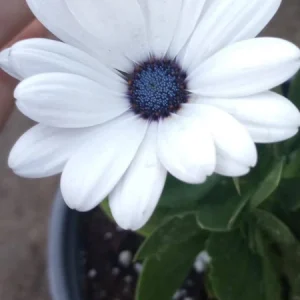 African Daisy Live Plant – 6 inch Pot – Vibrant Flowers – Outdoor - Image 1