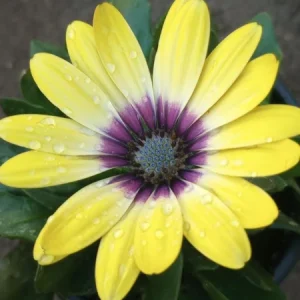 African Daisy Live Plant, 6 inch Pot - Vibrant Outdoor Perennial - Image 1