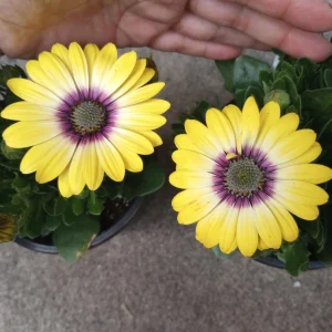 African Daisy Live Plant, 6 inch Pot - Vibrant Outdoor Perennial - Image 3
