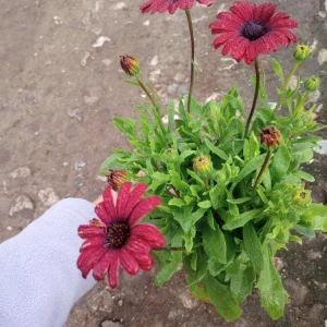 African Daisy Red Live Plant – Osteospermum – 6 Inch Pot - Image 1