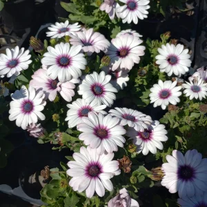 African Daisy Side Show White Live Plant – Heat-Tolerant – 6 inch pot - Image 3