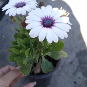 African Daisy Side Show White Live Plant – Heat-Tolerant – 6 inch pot - Image 1