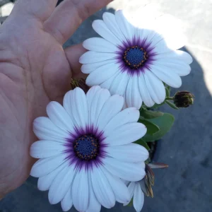 African Daisy Side Show White Live Plant – Heat-Tolerant – 6 inch pot - Image 5