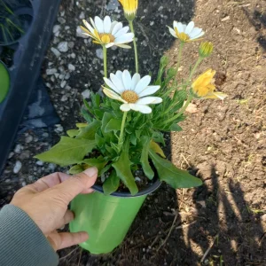 African Daisy White Live Plant – 6 Inch Pot – Blooming Now – Outdoor Flower - Image 3