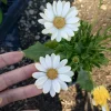 African Daisy White Live Plant – 6 Inch Pot – Blooming Now – Outdoor Flower - Image 1