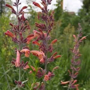 Agastache Apache Sunset Hummingbird Mint Live Plant - Starter - 4-8