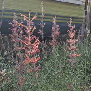 Agastache Apache Sunset Hummingbird Mint Live Plant - Starter - 4-8
