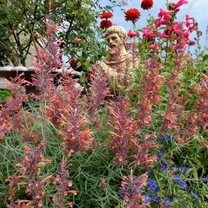 Agastache Apache Sunset Hummingbird Mint Live Plant - Starter - 4-8