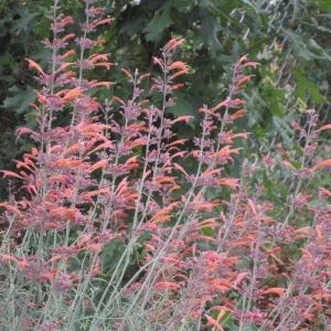 Agastache Apache Sunset Hummingbird Mint Live Plant - Starter - 4-8