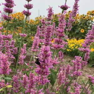 Agastache Arcado Pink Hummingbird Mint Live Starter Plant - 2.5