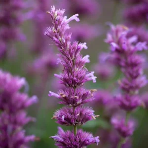 Agastache Arcado Pink Hummingbird Mint Live Starter Plant - 2.5"x3.5" Pot - Image 1