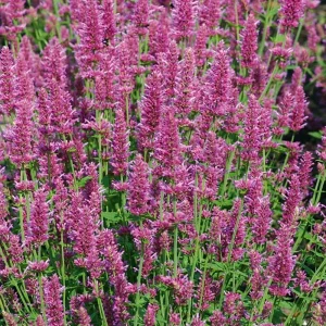 Agastache Arcado Pink Hummingbird Mint Live Starter Plant - 2.5