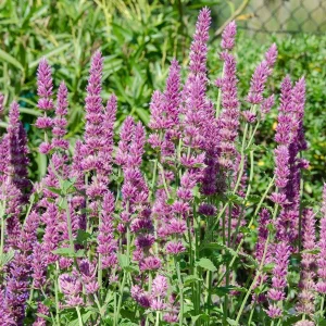 Agastache Arcado Pink Hummingbird Mint Live Starter Plant - 2.5