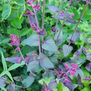 Agastache Bolero Hummingbird Mint Live Starter Plant - 2.5x3.5 inch Pot - Image 2