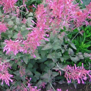 Agastache Bolero Hummingbird Mint Live Starter Plant - 2.5x3.5 inch Pot - Image 3