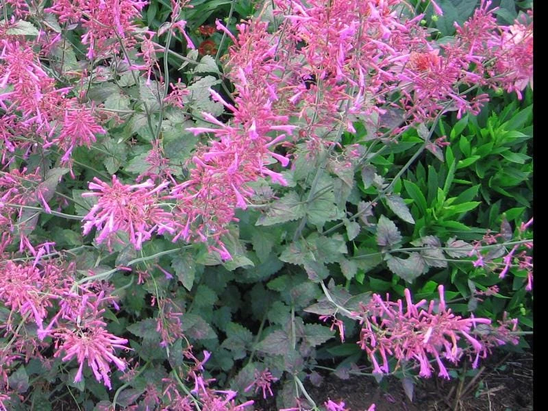 Agastache Bolero Hummingbird Mint Live Starter Plant - 2.5x3.5 inch Pot - Image 3