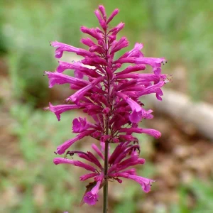 Agastache Bolero Hummingbird Mint Live Starter Plant - 2.5x3.5 inch Pot - Image 4