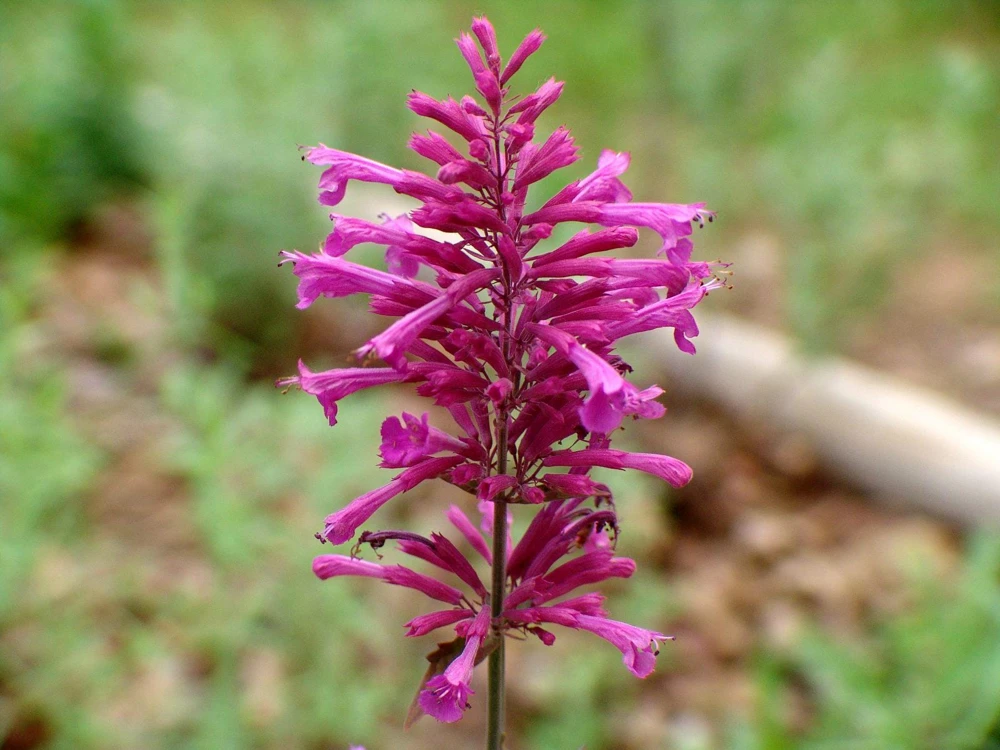 Agastache Bolero Hummingbird Mint Live Starter Plant - 2.5x3.5 inch Pot - Image 4