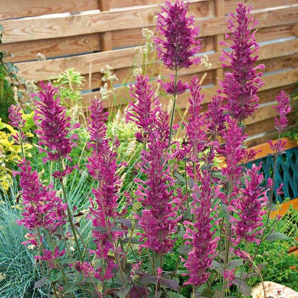 Agastache Bolero Hummingbird Mint Live Starter Plant - 2.5x3.5 inch Pot - Image 5