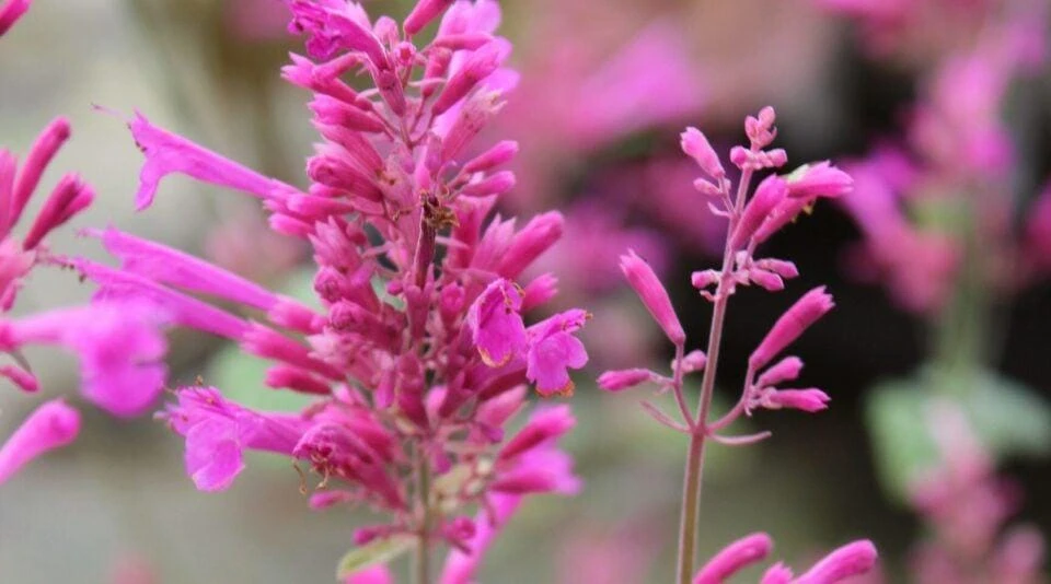 Agastache Bolero Hummingbird Mint Live Starter Plant - 2.5x3.5 inch Pot - Image 1