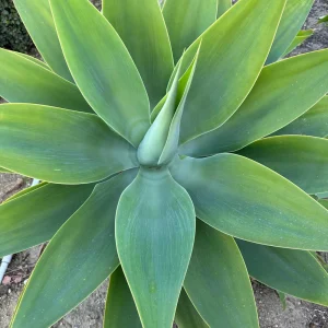 Agave Plant Cutting Live Succulent – 5-10 inch – Drought Tolerant Indoor/Outdoor - Image 2