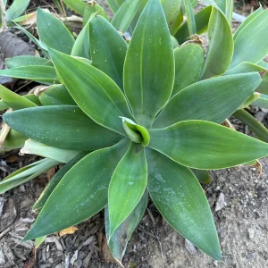 Agave Plant Cutting Live Succulent – 5-10 inch – Drought Tolerant Indoor/Outdoor - Image 3