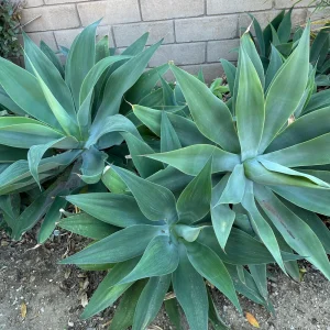Agave Plant Cutting Live Succulent – 5-10 inch – Drought Tolerant Indoor/Outdoor - Image 4