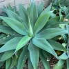 Agave Plant Cutting Live Succulent – 5-10 inch – Drought Tolerant Indoor/Outdoor - Image 1