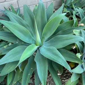 Agave Plant Cutting Live Succulent – 5-10 inch – Drought Tolerant Indoor/Outdoor - Image 1