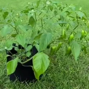 Aji Rico Pepper Live Plant – Sweet Hot Pepper – 6 Inch Pot – Outdoor Edible - Image 2