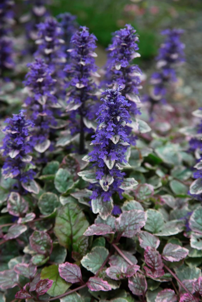 Ajuga 'Burgundy Glow' Bugleweed - Shade Groundcover Live Starter Plant - 2.5" Pot - Image 2