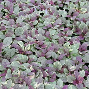 Ajuga 'Burgundy Glow' Bugleweed - Shade Groundcover Live Starter Plant - 2.5