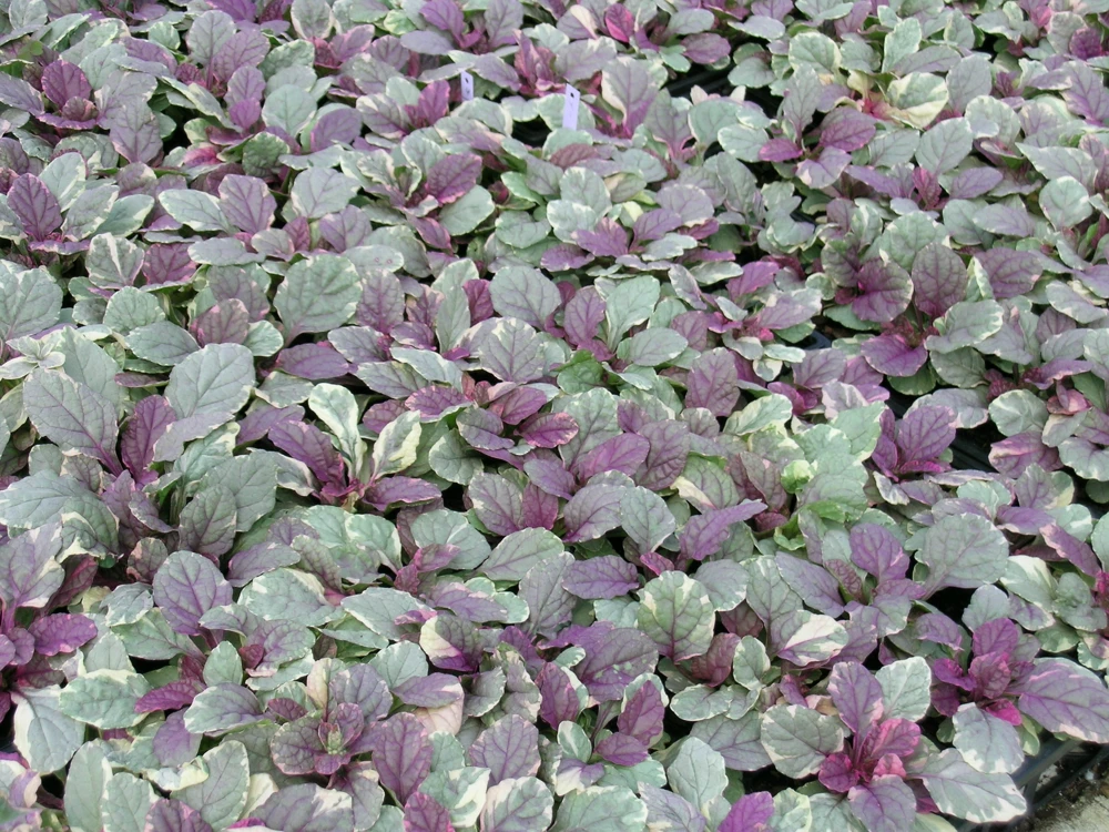 Ajuga 'Burgundy Glow' Bugleweed - Shade Groundcover Live Starter Plant - 2.5" Pot - Image 3