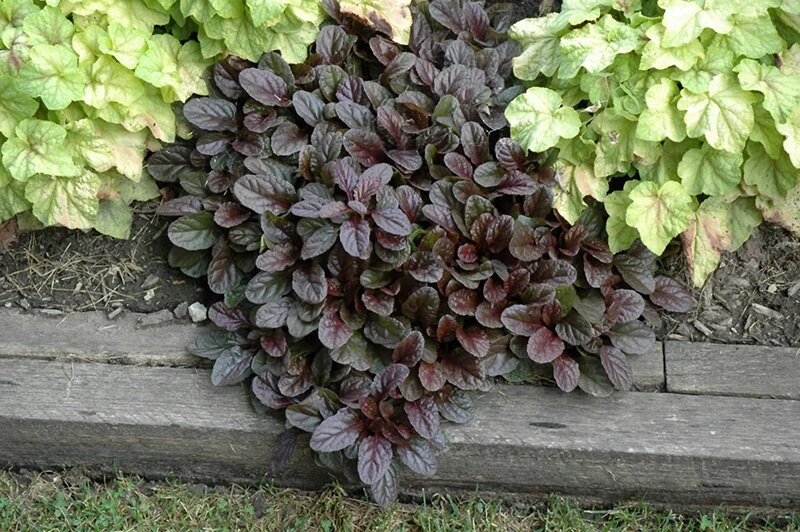 Ajuga 'Mahogany' Live Plant - Shade Groundcover - 2.5" Pot - Image 2