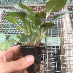 Ajuga 'Mahogany' Live Plant - Shade Groundcover - 2.5