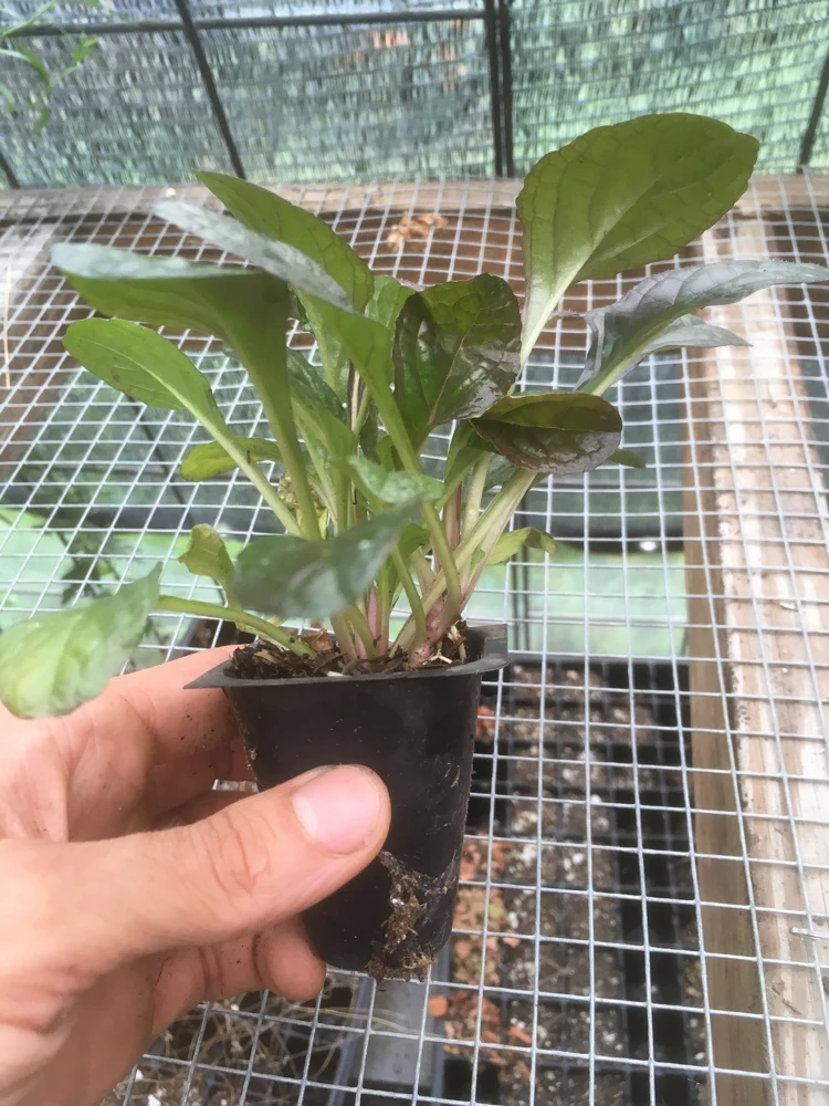 Ajuga 'Mahogany' Live Plant - Shade Groundcover - 2.5" Pot - Image 4