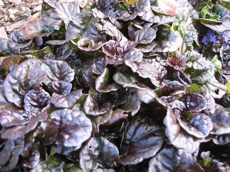Ajuga 'Mahogany' Live Plant - Shade Groundcover - 2.5" Pot - Image 5