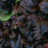 Ajuga 'Mahogany' Live Plant - Shade Groundcover - 2.5" Pot - Image 1