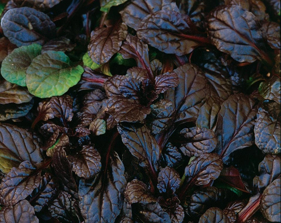 Ajuga 'Mahogany' Live Plant - Shade Groundcover - 2.5" Pot - Image 1